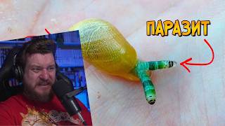 Ужасы Реального Мира: Лейкохлоридий Парадоксальный | РЕАКЦИЯ НА ЗВЕЗДНОГО КАПИТАНА