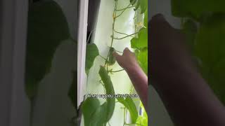 ОГУРЕЦ ЗАХОТЕЛОСЬ | TikTok: user72352547445926