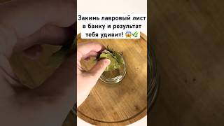 Закинь лавровый лист в банку и результат тебяУДИВИТ! § #лайфхак #полезнознать #способ#shorts