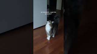 НЕ ПОНИМАЕТ | TikTok: rickypicky25
