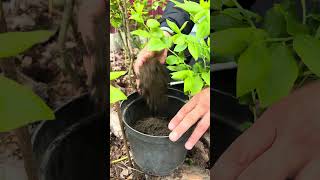 Укоренение растений! Самая полезная информация для дачников! #diy #shorts#дача #голубика