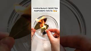 Уникальные свойства Лаврового Листа #лайфхаки #советы #nobleлайфхак