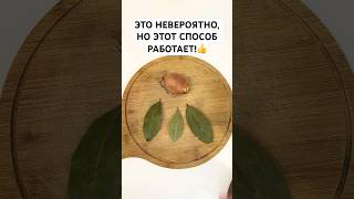 ЭТО НЕВЕРОЯТНО, HO ЭТОТ СПОСОБ РАБОТАЕТ! #лайфак #совет #способ #рецепт #лавровыйлист