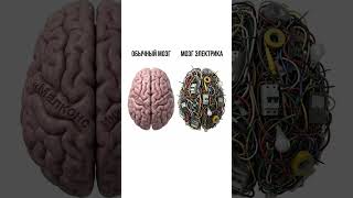 Какой мозг у вас?