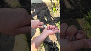 Ремонт шланга для полива!#shorts #дача#огород#капельныйполив