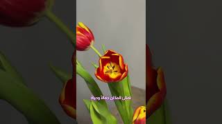 زهرة التوليب، تماماً مثل الام🤍